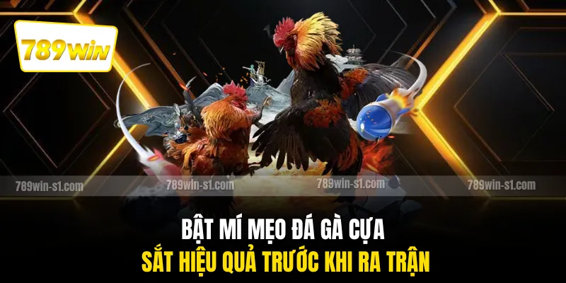 Bật mí mẹo đá gà cựa sắt hiệu quả trước khi ra trận